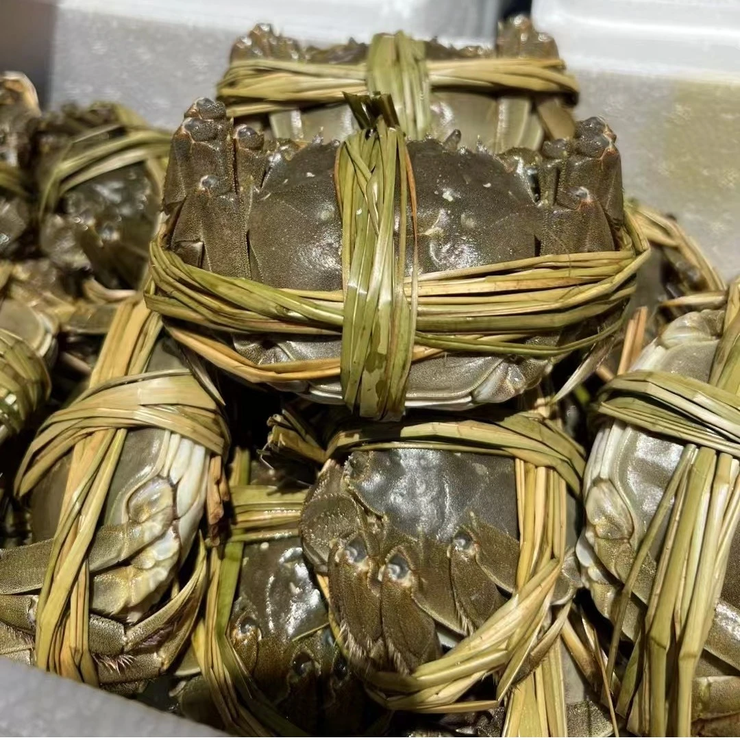 【配送到家】2.5母正宗黄河口大闸蟹，鲜活包肥全母蟹（120g-130g/只）