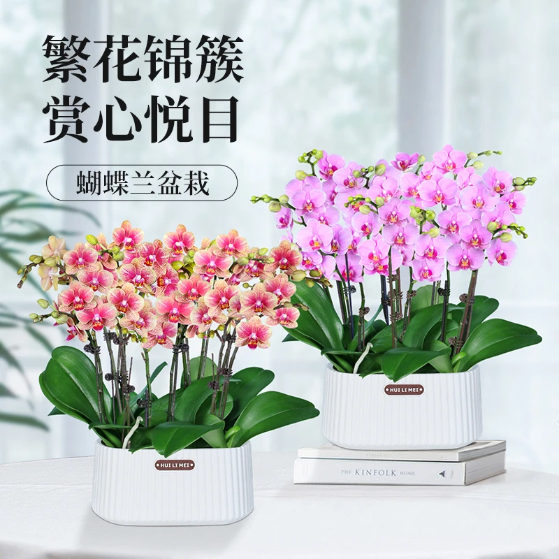 【组盆】带花带花苞蝴蝶兰盆栽室内好养双花剑兰花苗年宵花卉绿植