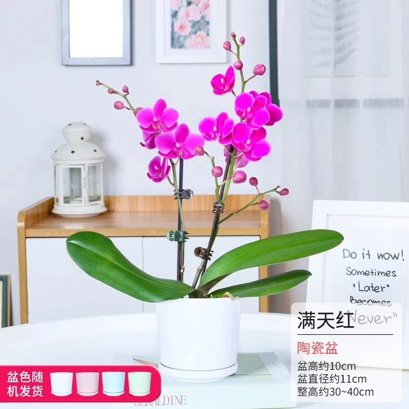 蝴蝶兰双花剑带陶瓷盆发货兰花基地批发绿植花卉盆栽