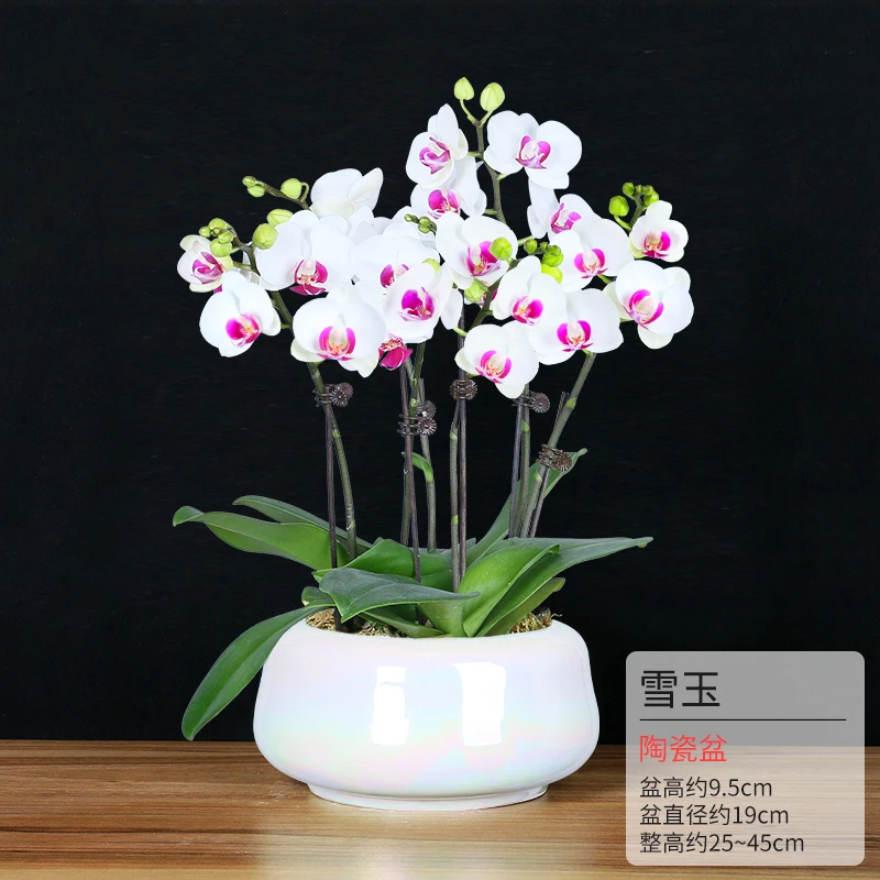 雪玉带花苞蝴蝶兰批发家庭花卉绿植幸室内福花居家兰花精品兰花