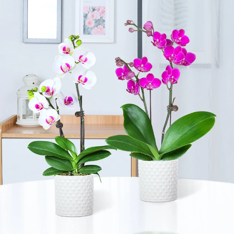 【福利款】蝴蝶兰双花剑带陶瓷盆发货兰花基地批发绿植美好花卉盆栽