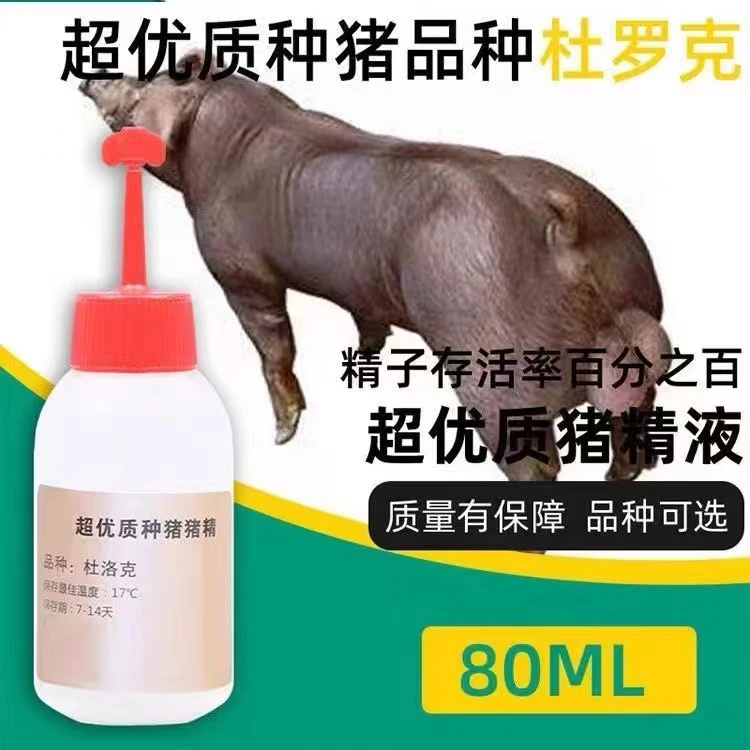 原种长白大白杜洛克精液黑杜