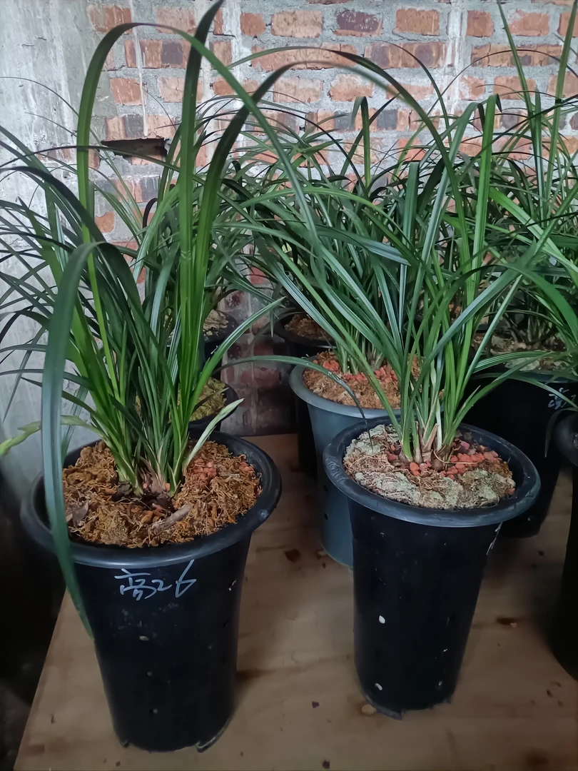 莲瓣兰兰花一物一拍