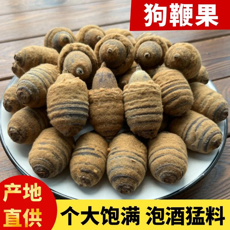 广西野生狗鞭果新货毛毛果猪仔粒50克-500克泡酒男叶菜干货