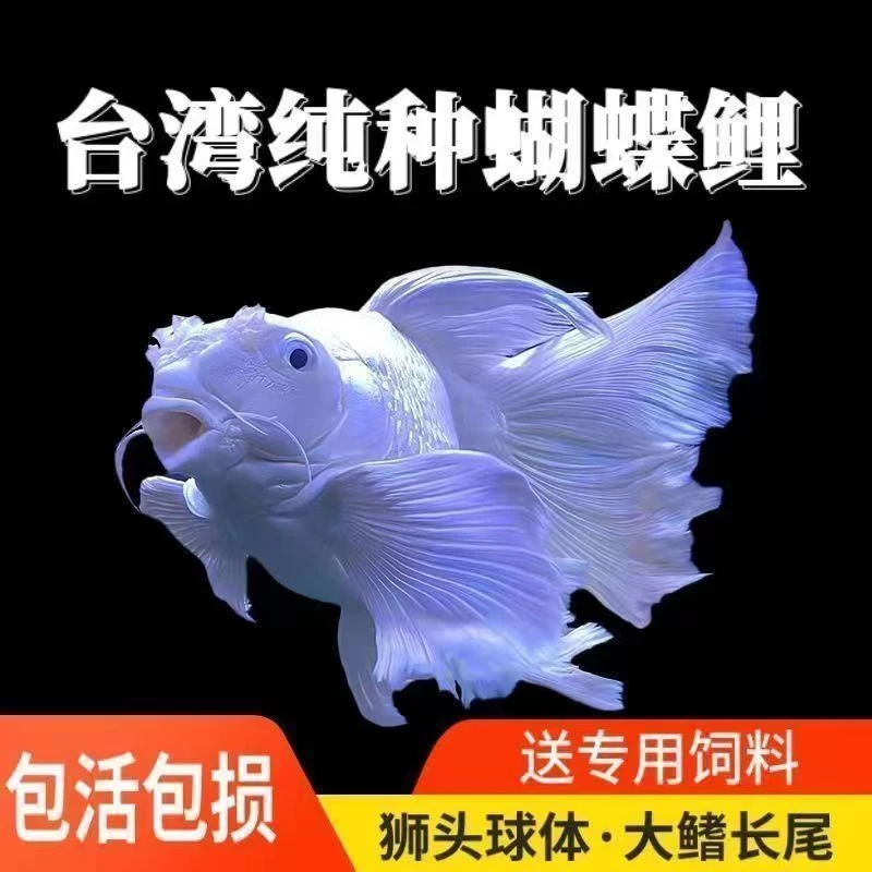 台湾蝴蝶鲤鱼苗贵妃长尾体短身球体球形蝴蝶鲤鱼活体鱼苗鱼观赏鱼