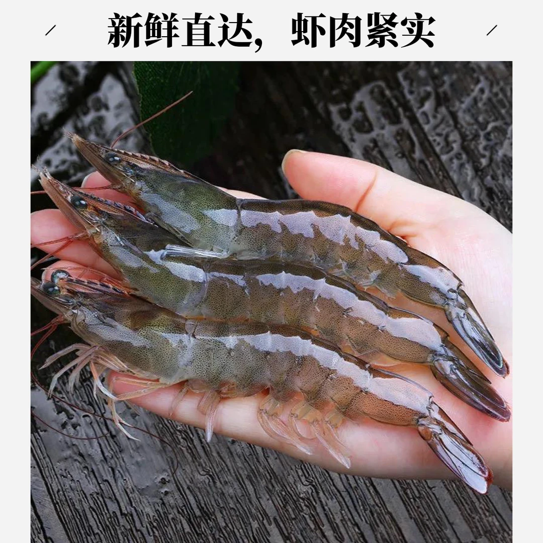 旺子虾  鲜嫩肉紧实  天津同城当天到【保鲜不保活】