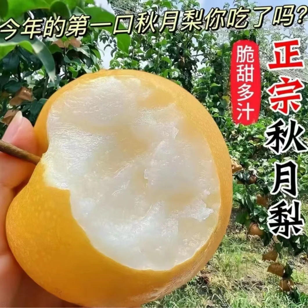 正宗秋月梨圆黄梨脆甜细腻无渣新鲜水果梨子