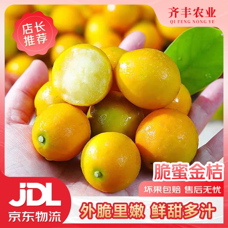 【齐丰农业】融安脆蜜金桔 纯甜大果 现摘现发 坏果包赔 500g