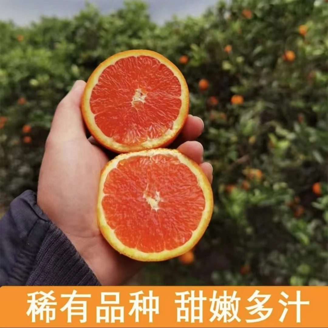 【礼盒装4.5斤】卡拉红肉血橙橙香浓郁京东包邮破损包赔