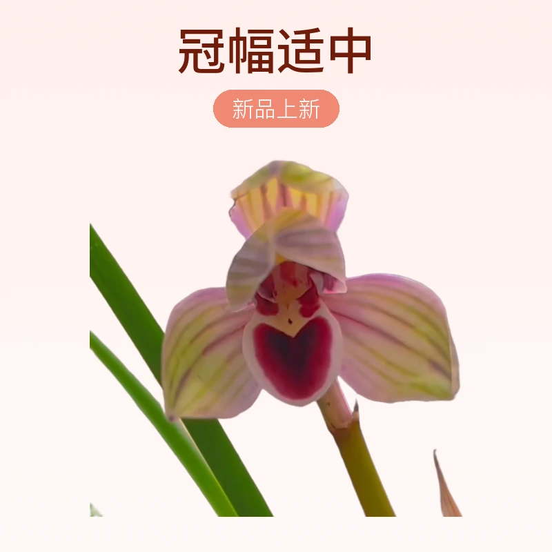 心心相印莲瓣兰兰花绿植盆栽花卉