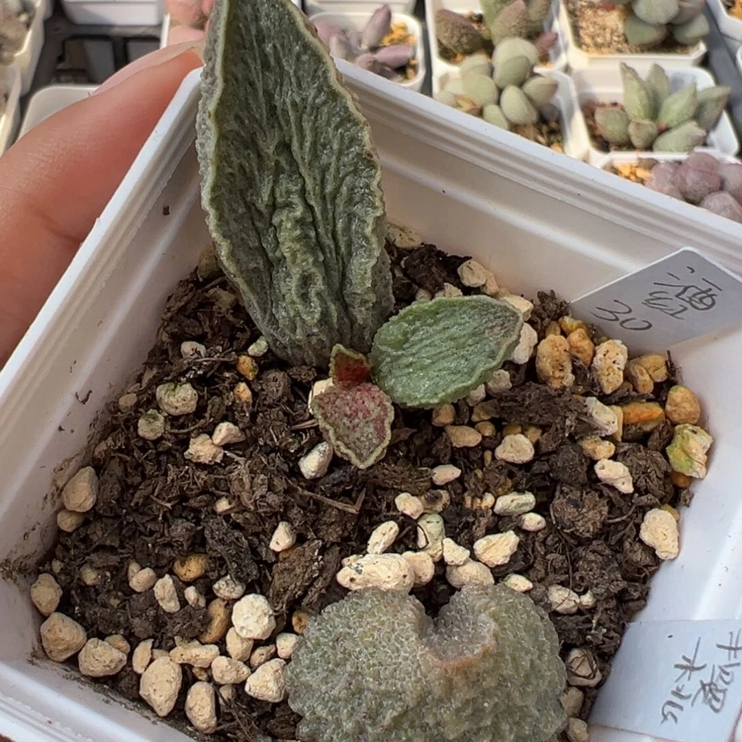 酒红猪肝除偏远地区满38包邮拍下不退不换不包掉叶