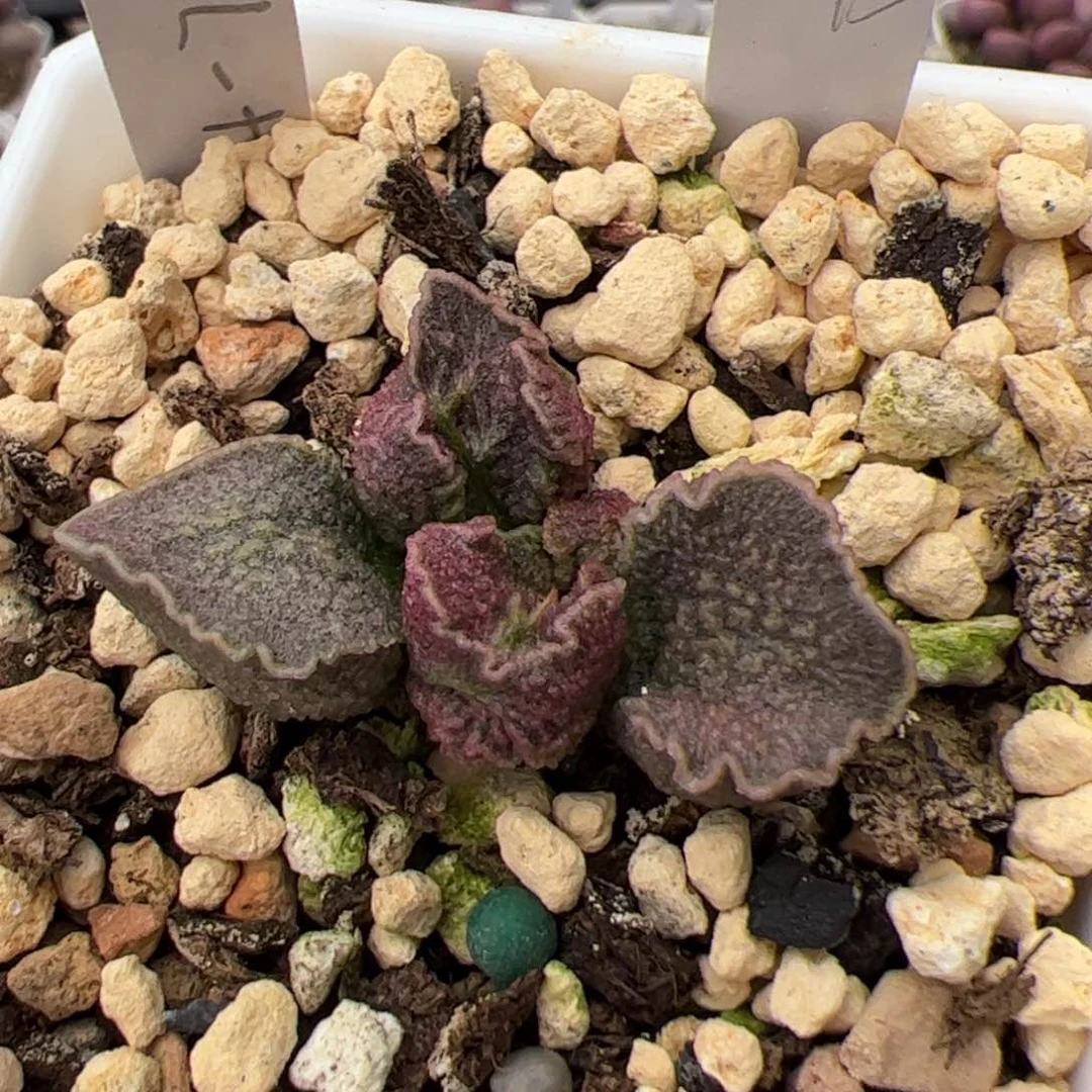 实生除偏远地区满38包邮圆通，满300全国包邮顺丰