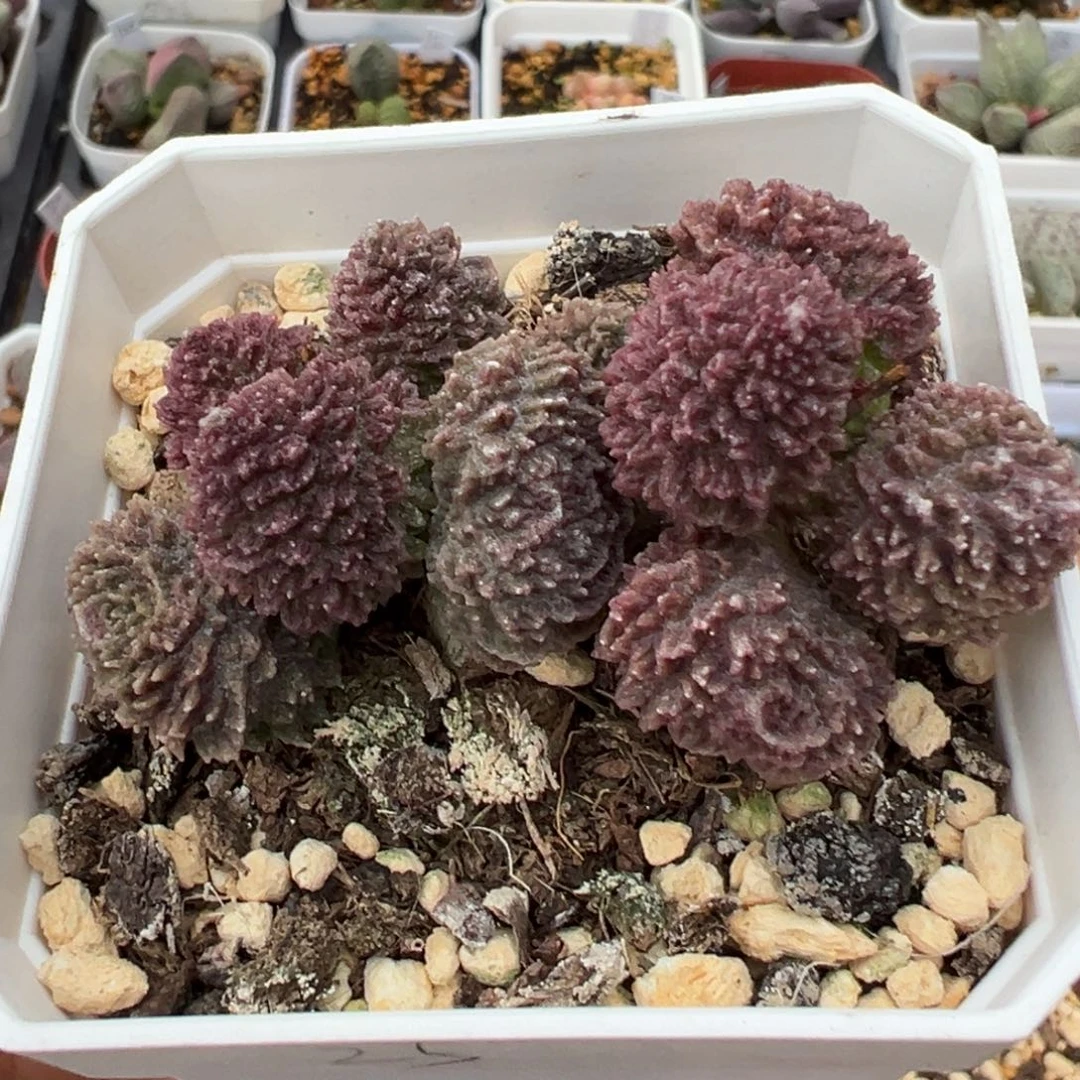 朱紫玉除偏远地区满38包邮拍下不退不换不包掉叶