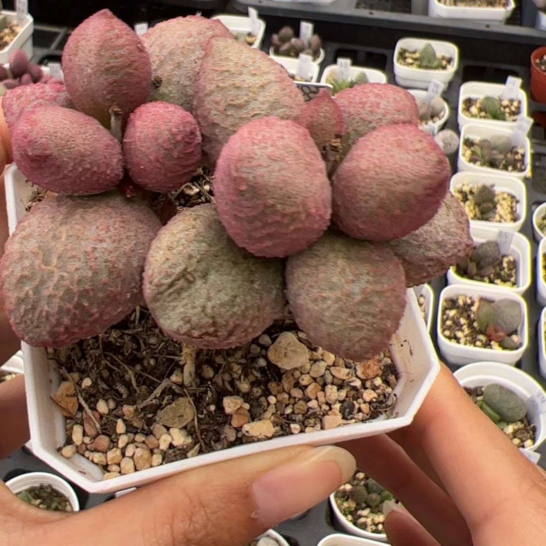 138号多肉除偏远地区满38包邮圆通，满300全国包邮顺丰