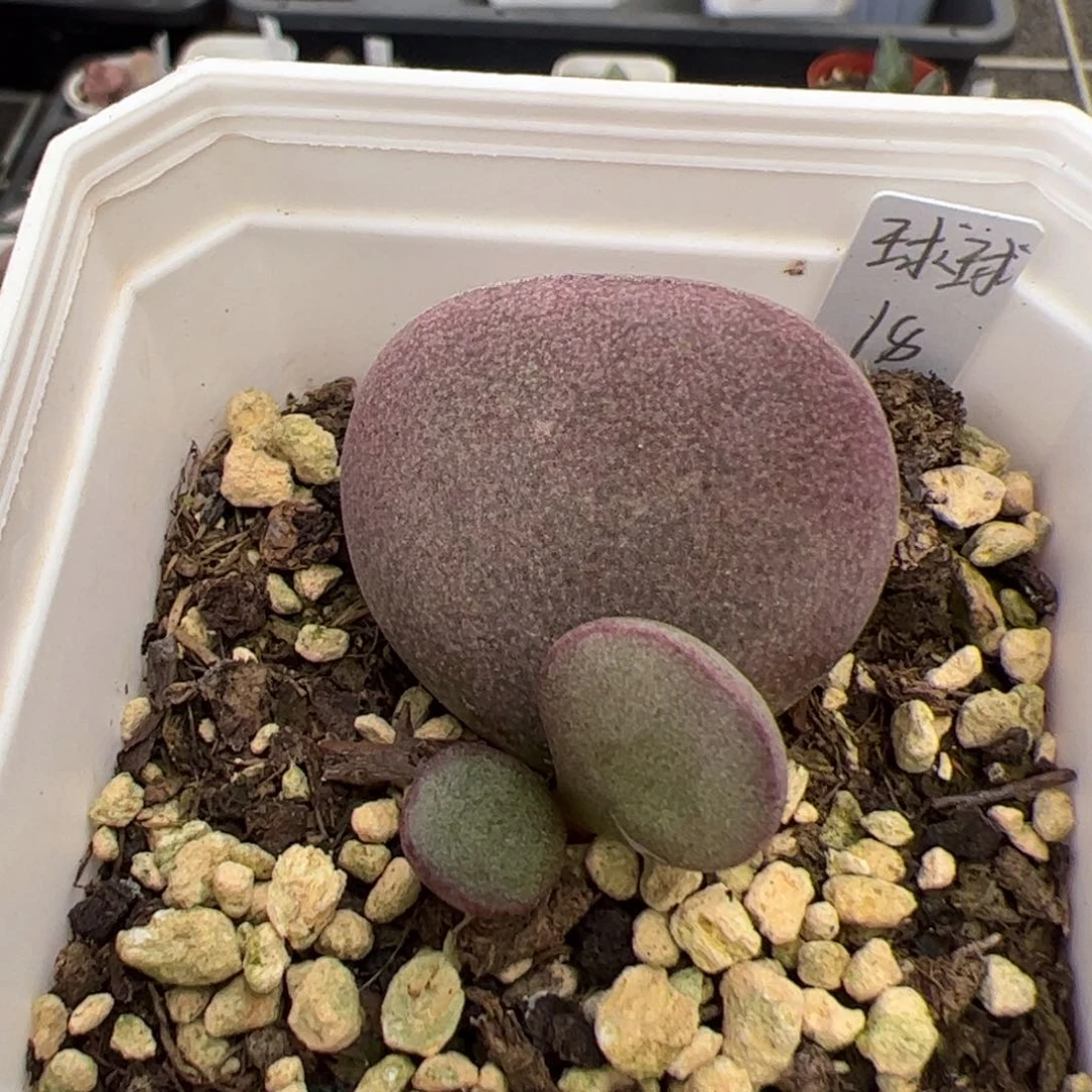 球球紫蛋除偏远地区满38包邮圆通，满300全国包邮顺丰