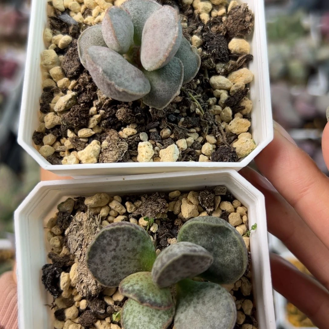 多肉两个一起除偏远地区满38包邮普快，满300全国包邮发货