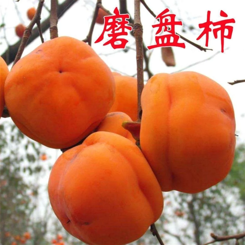 特大甜软磨盘柿子树苗嫁接柿子苗南方北方种植地栽果树苗多汁柿子