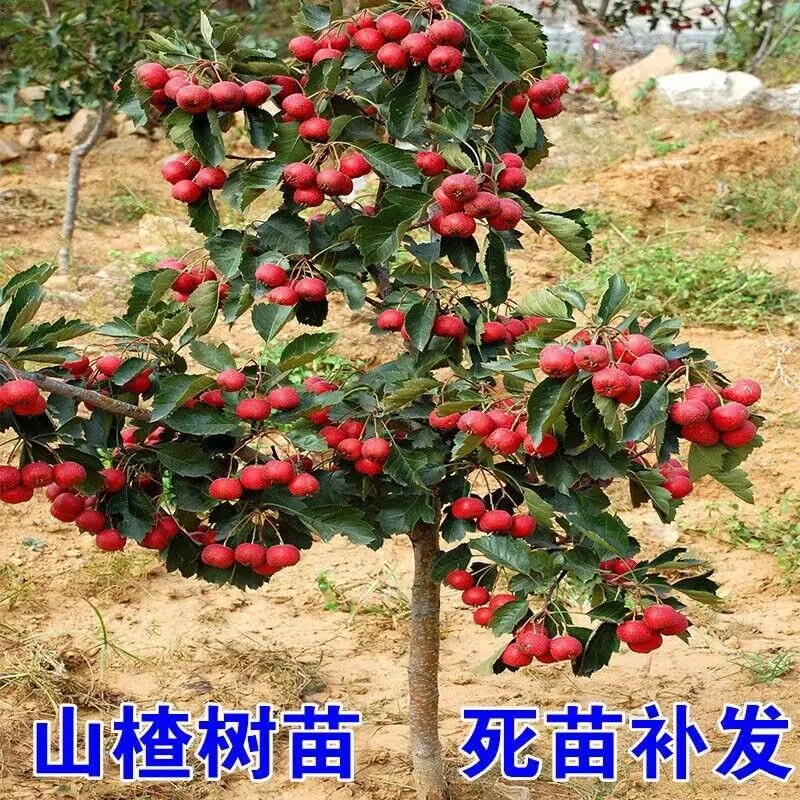嫁接山楂树苗大金星山楂苗盆栽南北方种地栽庭院黄果山楂矮化果树