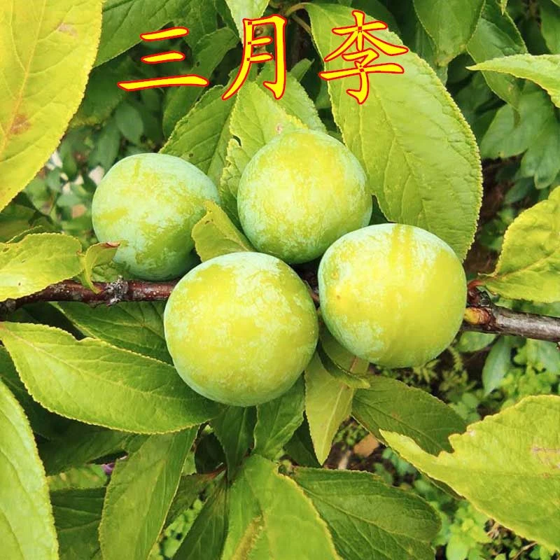 嫁接早熟三月李子苗南北方种植当年结果树苗酸甜可口李子苗包成活