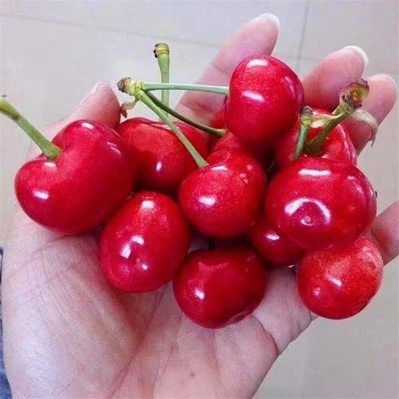 嫁接大红灯樱桃树苗盆栽大樱桃苗庭院南北方种植车厘子当年结果苗
