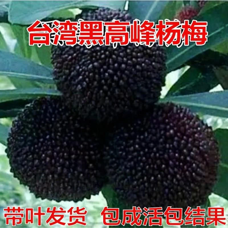 杨梅苗树苗正宗嫁接东魁杨黑炭梅苗盆栽南方地栽特大果苗当年结果