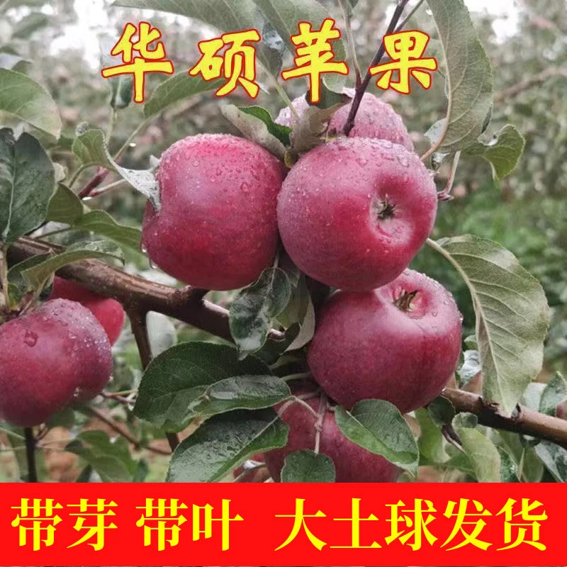 新品种红富士苹果树苗嫁接耐寒苹果苗正宗花牛蛇果苗华硕苹果小苗
