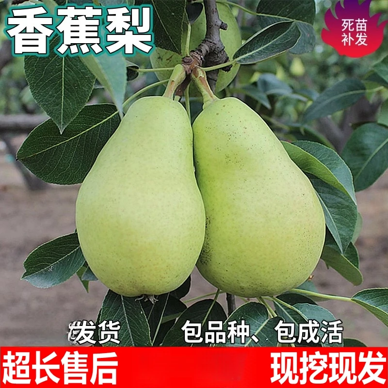 香蕉梨果树苗南北方地栽庭院阳台盆栽种植嫁接贵妃梨树苗当年结果