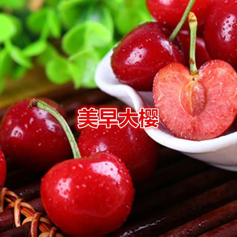 大樱桃树苗美早樱桃苗嫁接樱桃苗南北方种植果树苗地栽苗当年结果