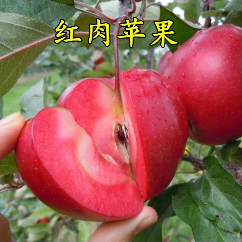 新品种红肉二号苹果苗全易种产量高脆甜红肉苹果树苗嫁接果苗包活