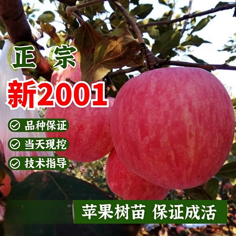 新2001苹果苗烟台红富士条纹红苹果树苗嫁接乔化苗地栽南北方种植