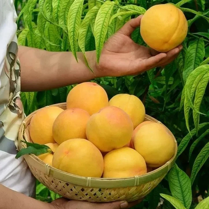 嫁接黄桃树苗盆栽晚熟特大冬桃树果苗南北方种庭院果树苗水蜜桃苗