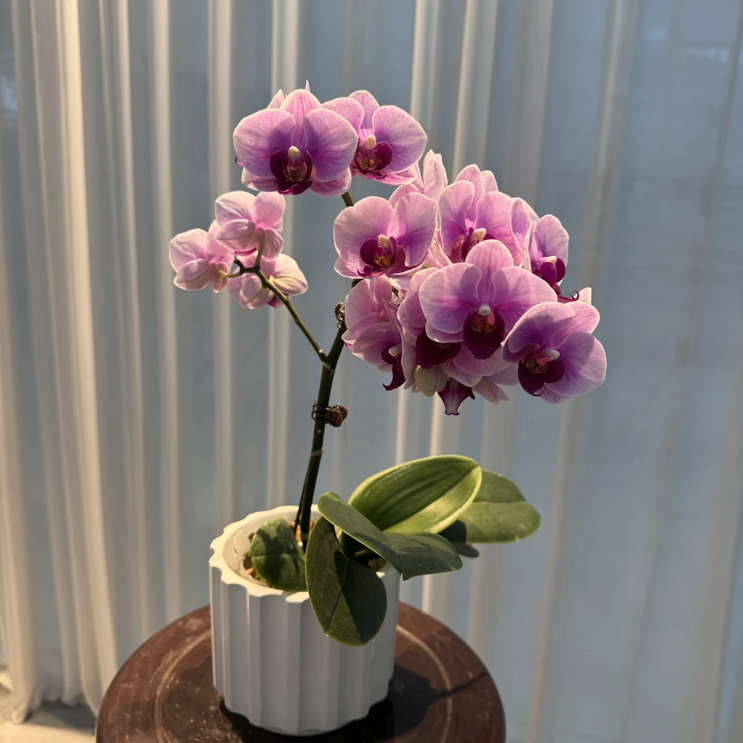 花大王【宝贝】带花带花苞  3.5寸杯单花剑粉紫色蝴蝶兰