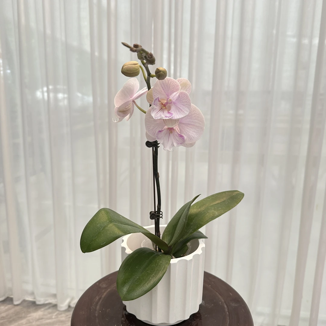 花大王【曼塔安汶】带花带花苞发货  3.5寸单花剑蝴蝶兰