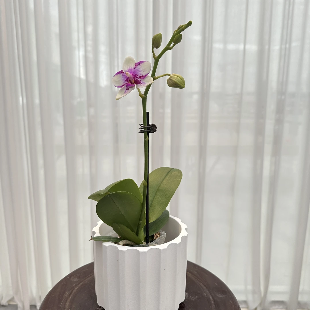 福利品【紫钻】带花带花苞发货  2.8寸单花剑蝴蝶兰