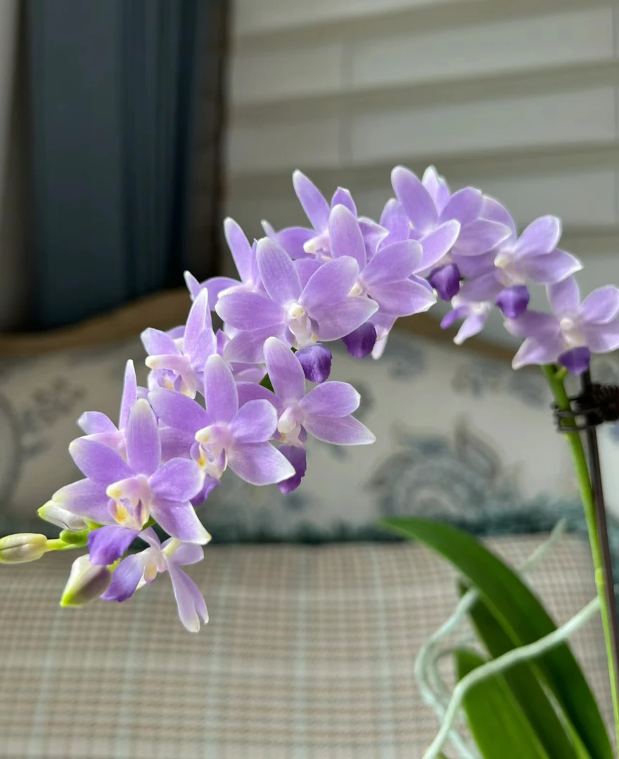 花大王【蓝星】未出梗苗 2.8寸杯紫色蝴蝶兰 网红品种基地直发
