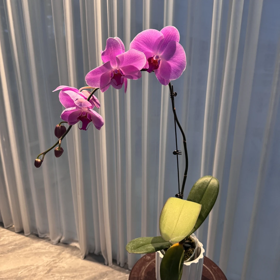 花大王【粉冠军】带花带花苞发货  3.5寸杯老苗蝴蝶兰
