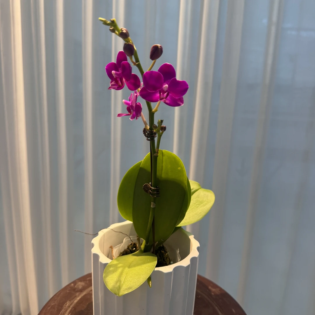 花大王【紫葡萄】带花带花苞发货  3.0寸杯单花剑蝴蝶兰