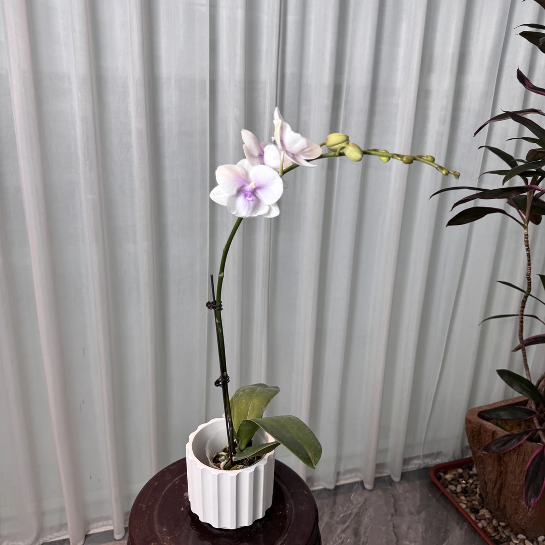 福利品【德州姑娘】带花少量花苞发货  3.0寸单花剑蝴蝶兰