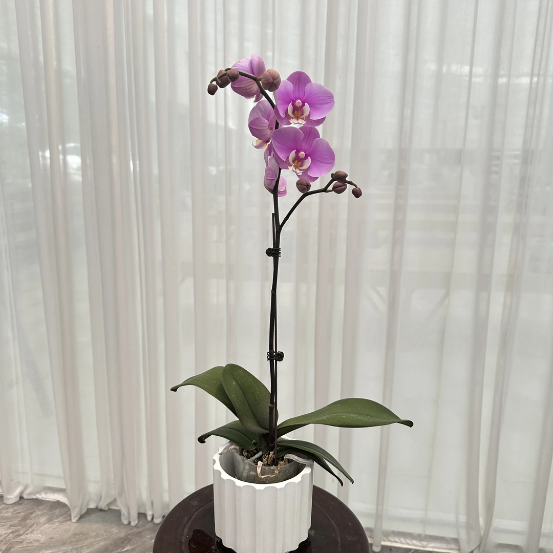 花大王福利品【安娜】无售后全花发货  3.0寸单花剑蝴蝶兰