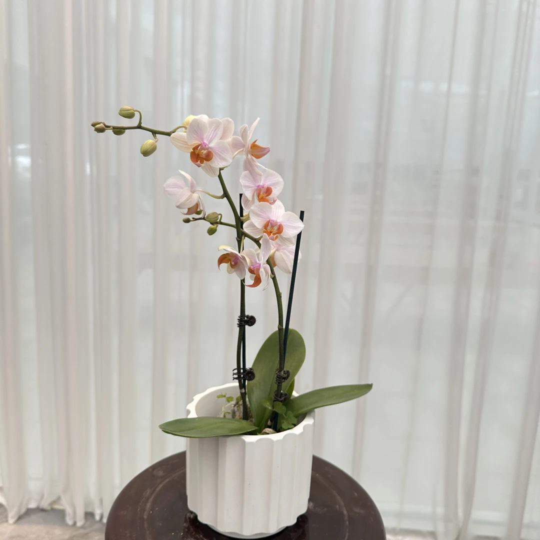 福利品【豆蔻】带花带花苞 2.8寸双花剑橙白色系蝴蝶兰 基地直发