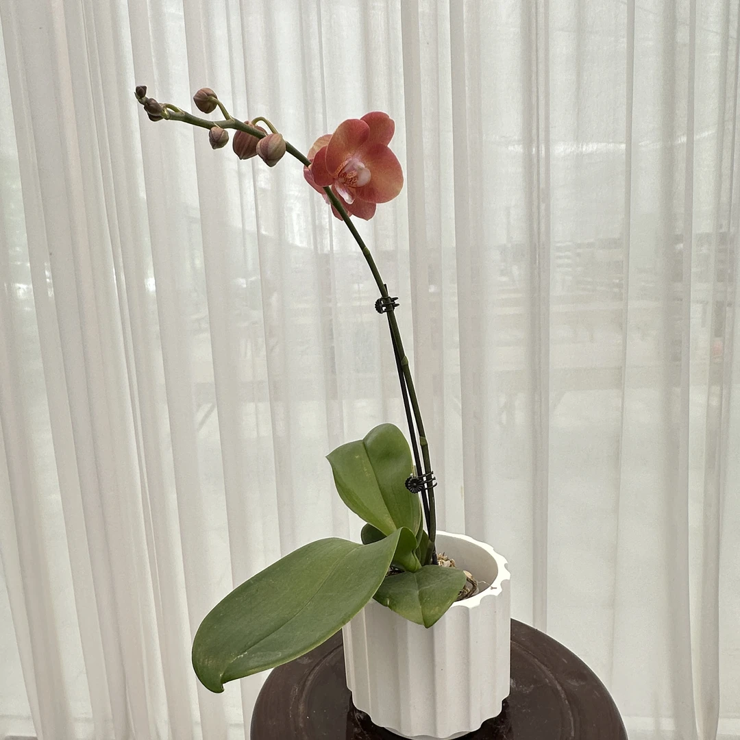 花大王【鲑鱼花后苗】全花发货 2.8寸单花剑网红蝴蝶兰