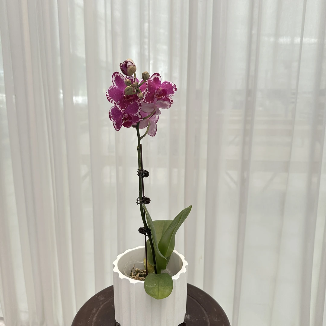 花大王福利品【朱古力】带花少量花苞发货 2.8寸单花剑蝴蝶兰