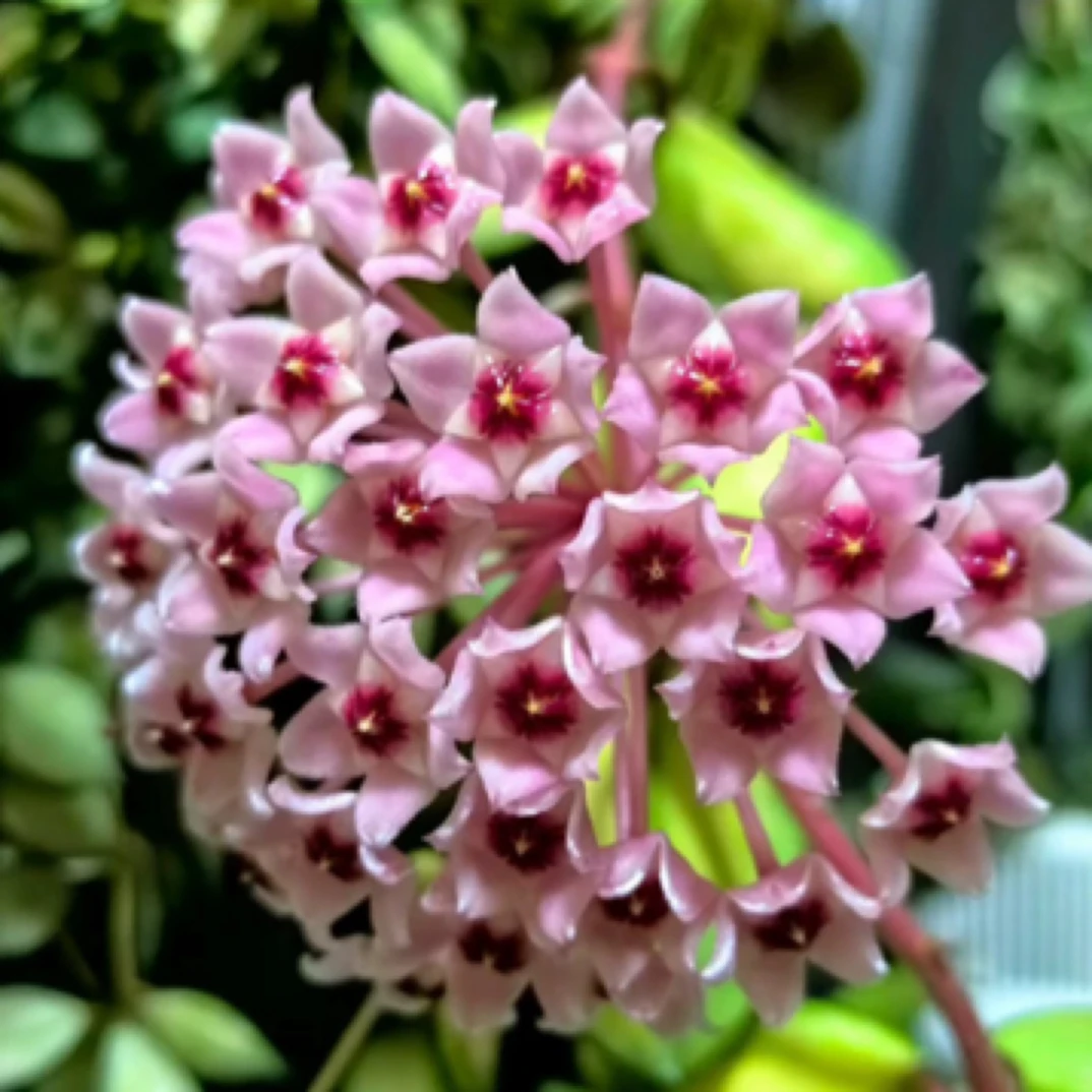 绿叶内锦球兰Hoya carnosa variegata 卧室阳台净化空气 爬藤植物