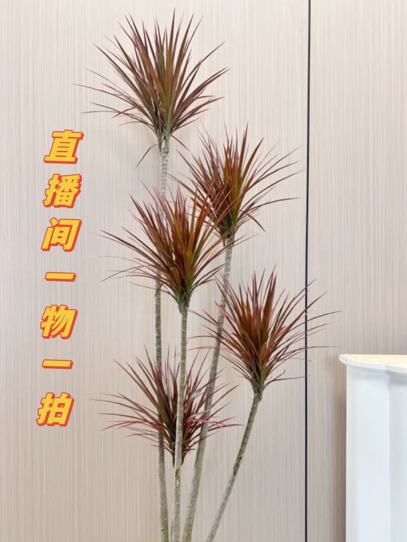 千年木好养活造型盆栽室内北欧网红大型绿植吸甲醛净化空气四季绿