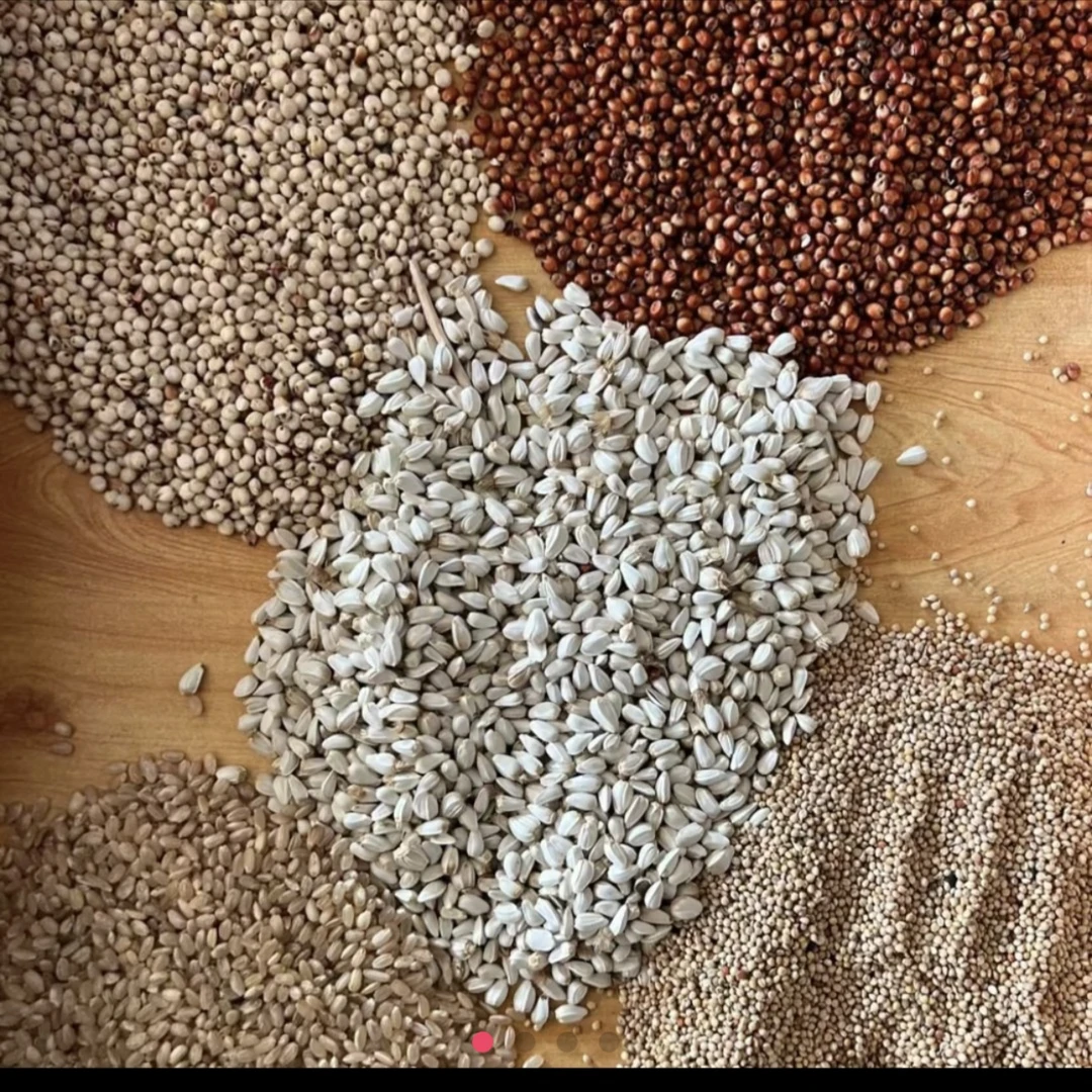 排酸粮宠物营养品