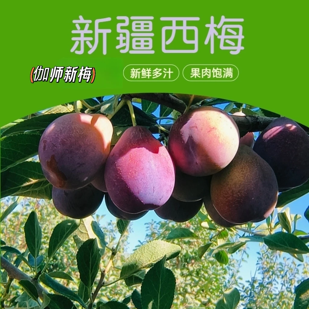 新疆西梅伽师新梅新鲜高品质脆甜爽口甜蜜多汁