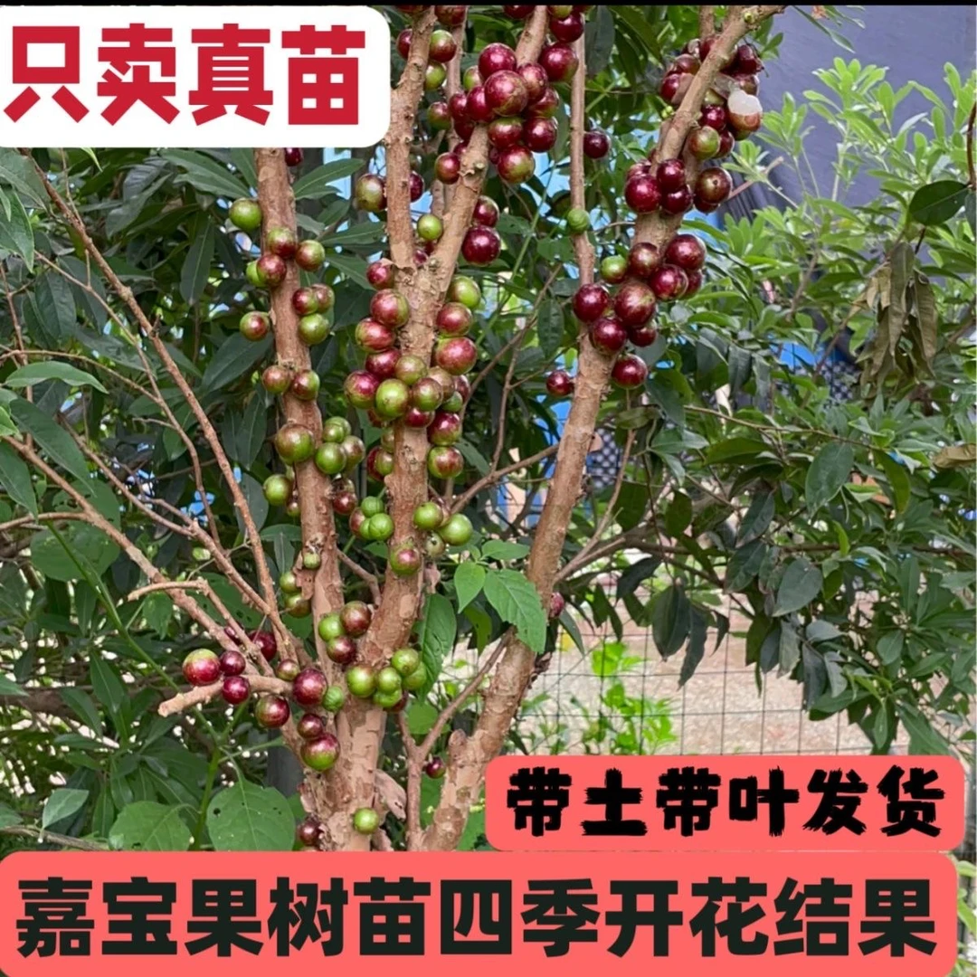 四季品种结果嘉宝果艾斯卡嘉宝果红妃嘉宝果南北方种植可盆栽地栽