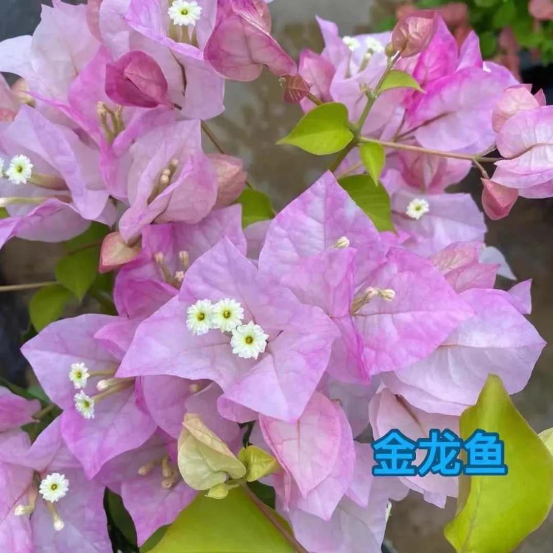 嫁接穗超新品三角梅嫁接枝条15到18厘米长6到9个芽点嫩枝，嫁接穗