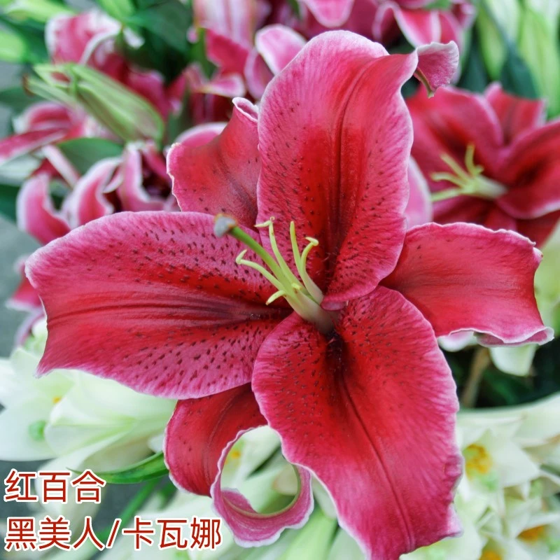 阿媄婼红色香水百合鲜花黑美人卡瓦娜云南基地新鲜直发顺丰包邮