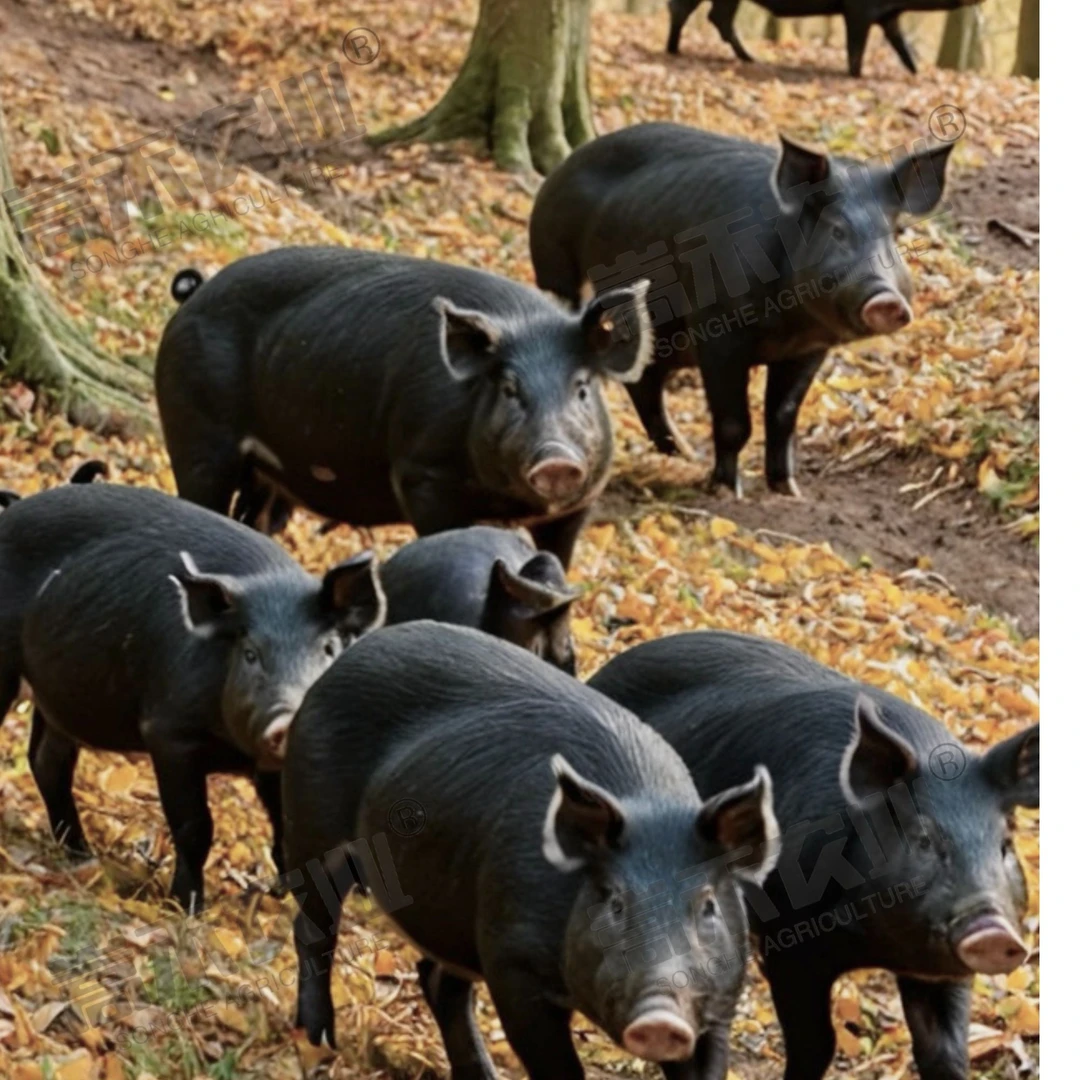 嵩山黑猪肉慢养一年土猪肉纯良喂养土黑猪肉嵩山年猪（现场按斤称重一物一拍）猪肉同城送